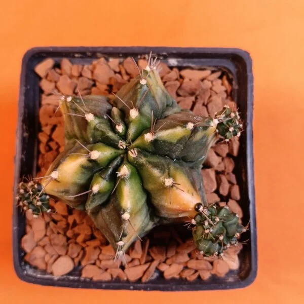 Gymnocalycium Mihanovichii 7 cm Koleksiyonluk Özel Tür Kaktüs