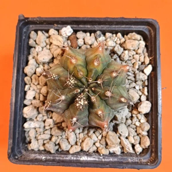 Gymnocalycium Mihanovichii 6 cm Koleksiyonluk Özel Tür Kaktüs