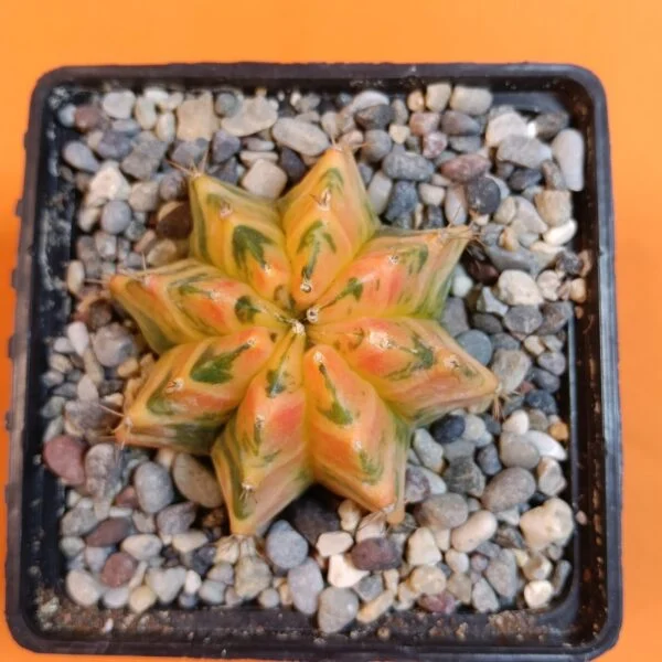 Gymnocalycium Mihanovichii 6 cm Koleksiyonluk Özel Tür Kaktüs