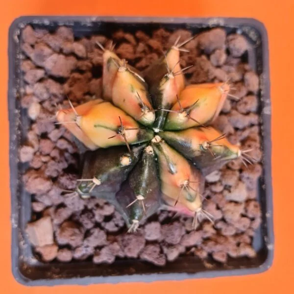 Gymnocalycium Mihanovichii 6 cm Koleksiyonluk Özel Tür Kaktüs