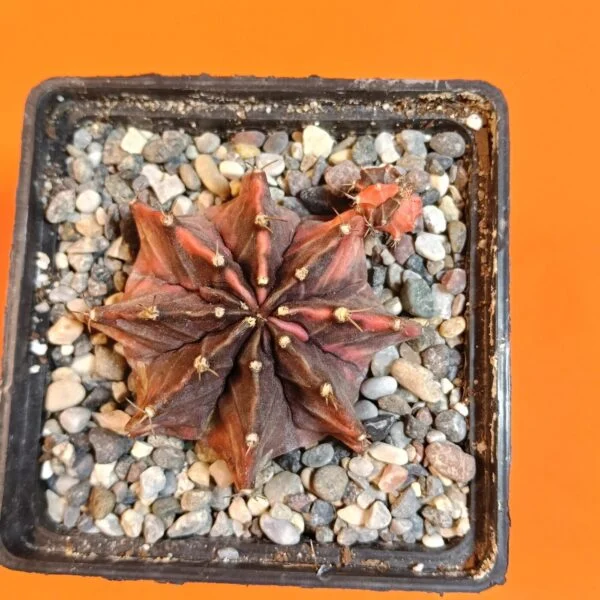 Gymnocalycium Mihanovichii 6 cm Koleksiyonluk Özel Tür Kaktüs