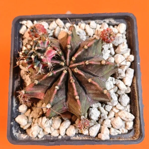 Gymnocalycium Mihanovichii 7 cm Koleksiyonluk Özel Tür Kaktüs