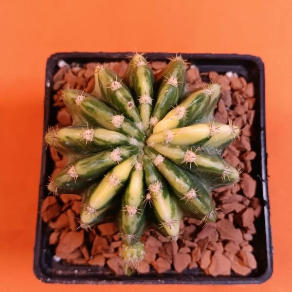 Echinopsis Subdenudata Variegata – 6,5 cm Özel Tür Kaktüs