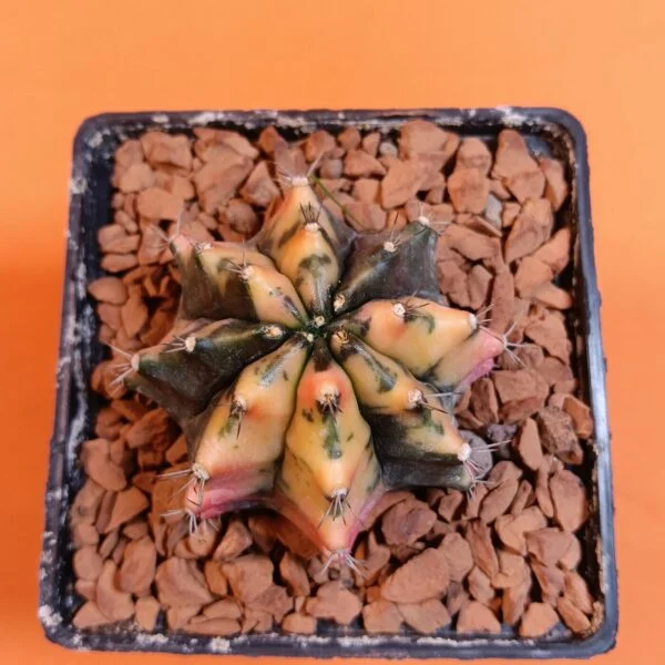 Gymnocalycium Mihanovichii 6 cm Koleksiyonluk Özel Tür Kaktüs