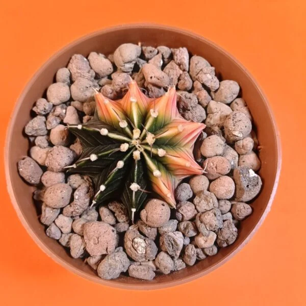 Gymnocalycium Mihanovichii 4 cm Koleksiyonluk Özel Tür Kaktüs