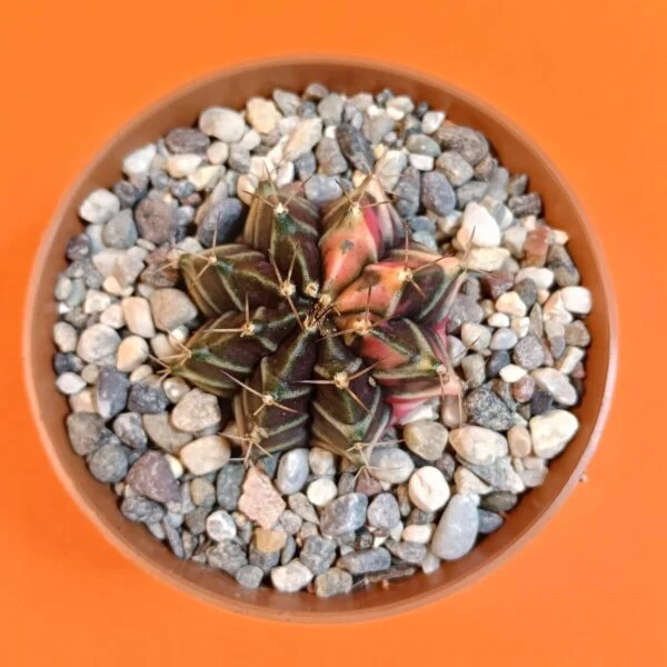 Gymnocalycium Mihanovichii 4 cm Koleksiyonluk Özel Tür Kaktüs