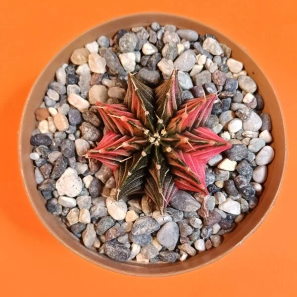 Gymnocalycium Mihanovichii 4 cm Koleksiyonluk Özel Tür Kaktüs
