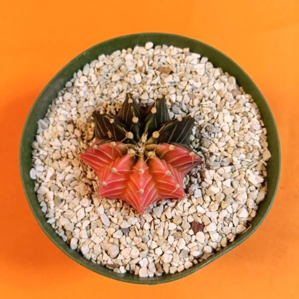 Gymnocalycium Mihanovichii 4 cm Koleksiyonluk Özel Tür Kaktüs