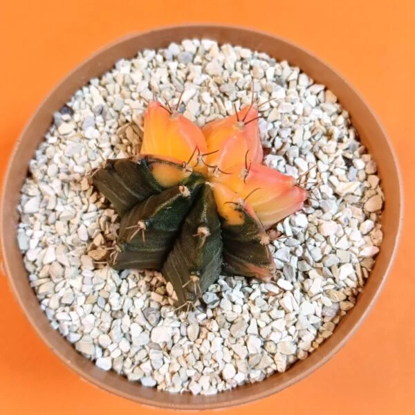 Gymnocalycium Mihanovichii 4 cm Koleksiyonluk Özel Tür Kaktüs