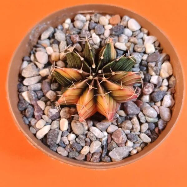 Gymnocalycium Mihanovichii 4 cm Koleksiyonluk Özel Tür Kaktüs