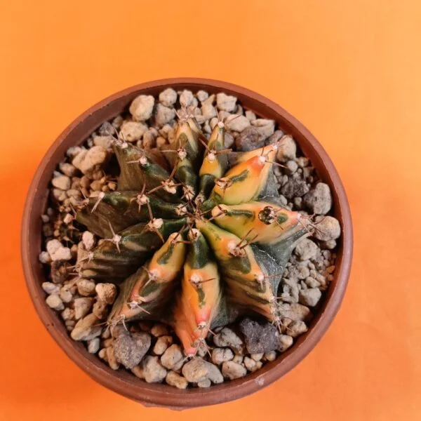 Gymnocalycium Mihanovichii 6 cm Koleksiyonluk Özel Tür Kaktüs