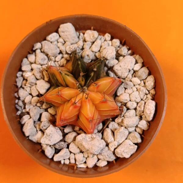 Gymnocalycium Mihanovichii 4 cm Koleksiyonluk Özel Tür Kaktüs