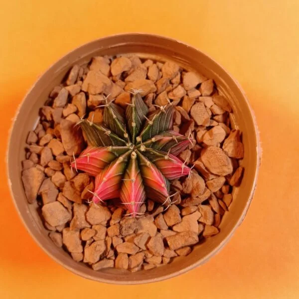Gymnocalycium Mihanovichii 4 cm Koleksiyonluk Özel Tür Kaktüs
