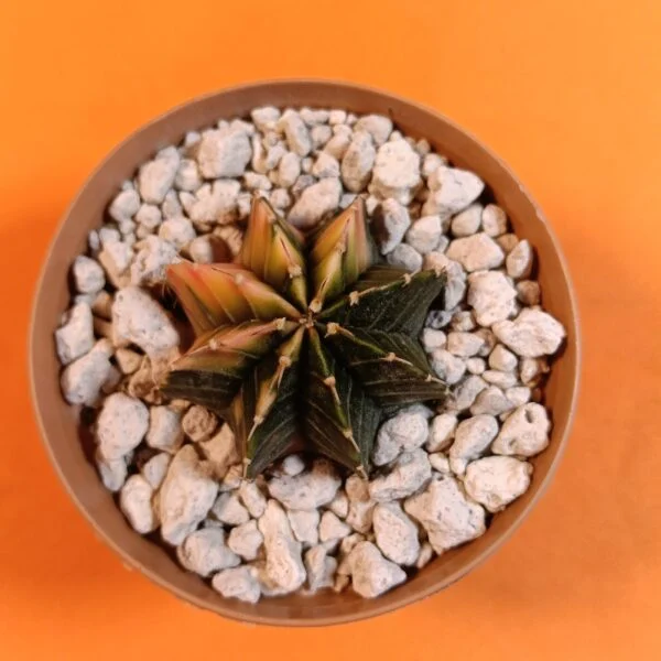 Gymnocalycium Mihanovichii 4 cm Koleksiyonluk Özel Tür Kaktüs