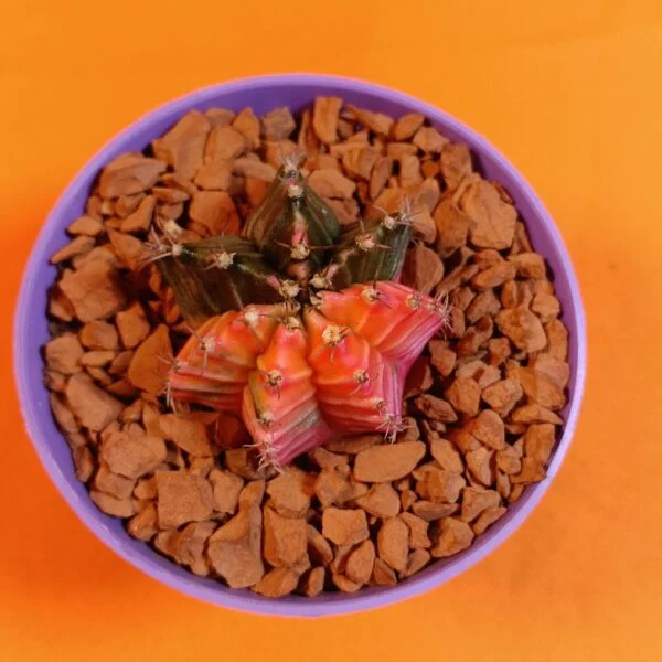Gymnocalycium Mihanovichii 4 cm Koleksiyonluk Özel Tür Kaktüs