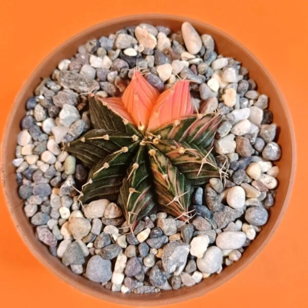 Gymnocalycium Mihanovichii 4 cm Koleksiyonluk Özel Tür Kaktüs