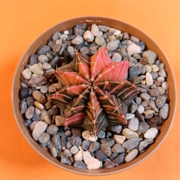 Gymnocalycium Mihanovichii 4 cm Koleksiyonluk Özel Tür Kaktüs