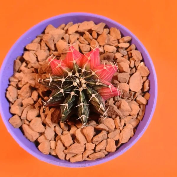 Gymnocalycium Mihanovichii 4 cm Koleksiyonluk Özel Tür Kaktüs