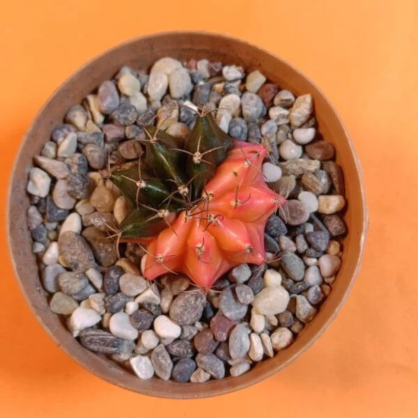 Gymnocalycium Mihanovichii 4 cm Koleksiyonluk Özel Tür Kaktüs
