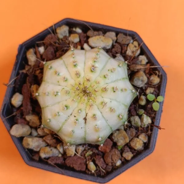 Gymnocalycium Mihanovichii 4,5 cm Koleksiyonluk Özel Tür Kaktüs