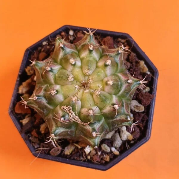Gymnocalycium Mihanovichii 5,5 cm Koleksiyonluk Özel Tür Kaktüs