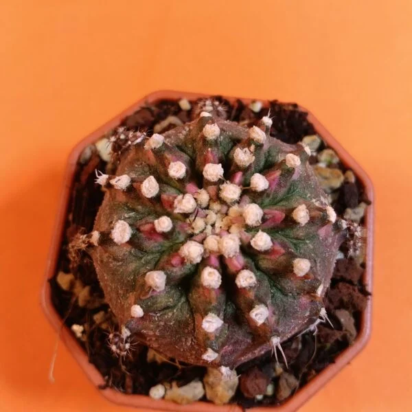 Gymnocalycium Mihanovichii 5,5 cm Koleksiyonluk Özel Tür Kaktüs