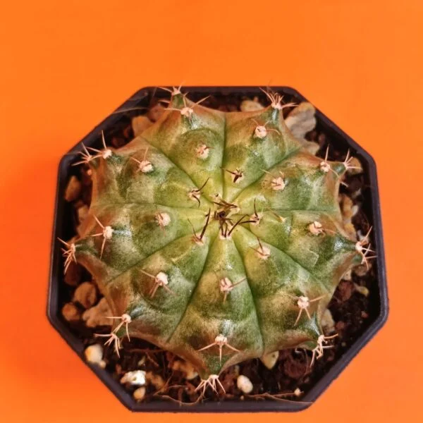 Gymnocalycium Mihanovichii 6 cm Koleksiyonluk Özel Tür Kaktüs