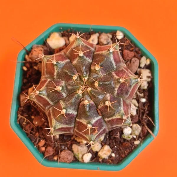 Gymnocalycium Mihanovichii 5 cm Koleksiyonluk Özel Tür Kaktüs