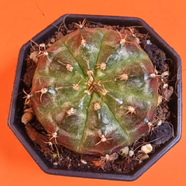 Gymnocalycium Mihanovichii 6 cm Koleksiyonluk Özel Tür Kaktüs