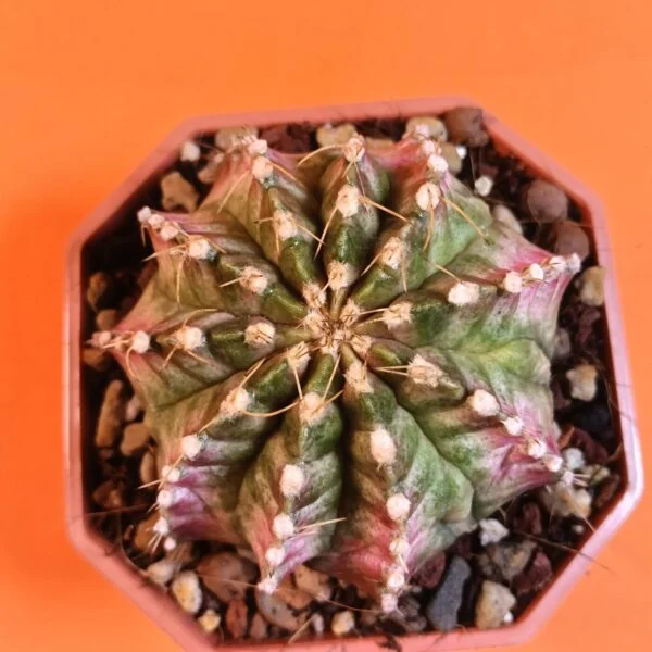 Gymnocalycium Mihanovichii 8 cm Koleksiyonluk Özel Tür Kaktüs