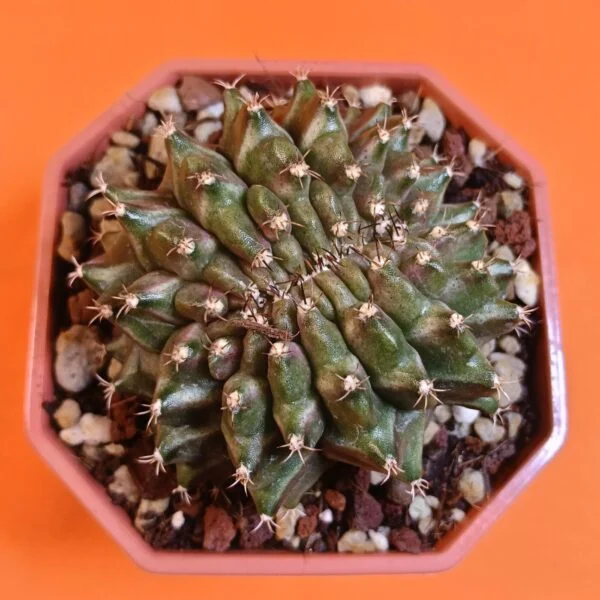 Gymnocalycium Mihanovichii 7,5 cm Koleksiyonluk Özel Tür Kaktüs