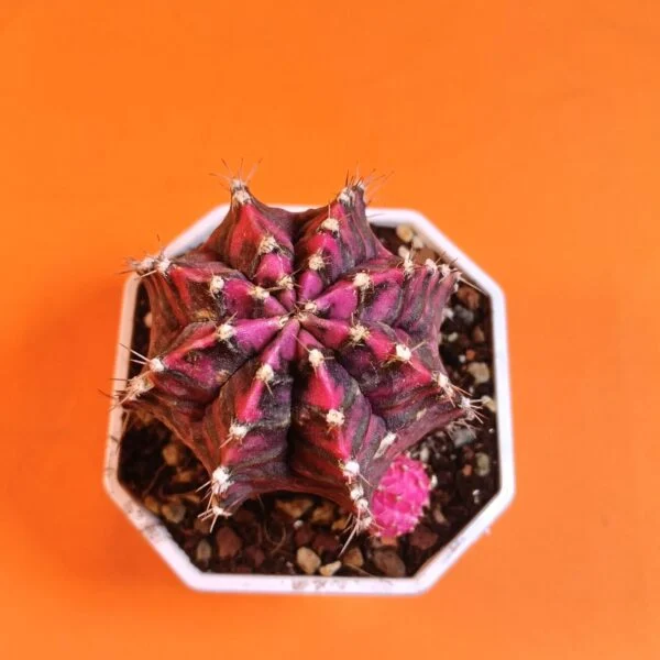 Gymnocalycium Mihanovichii 7 cm Koleksiyonluk Özel Tür Kaktüs