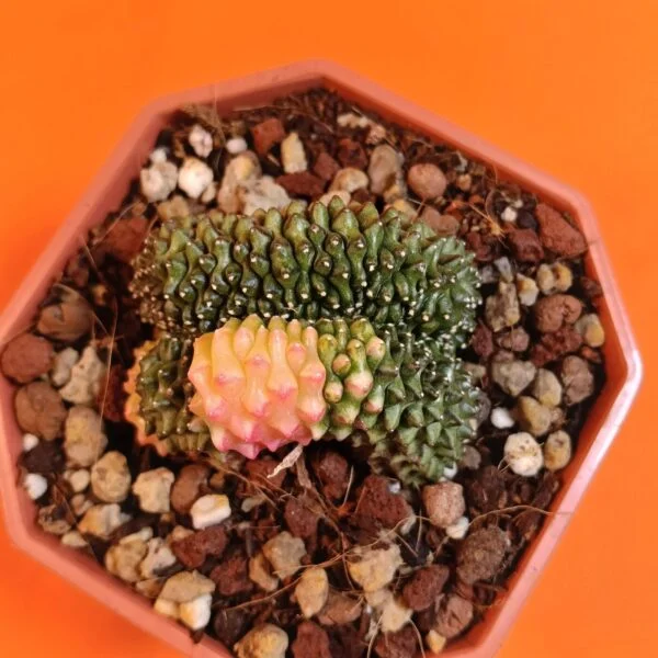 Gymnocalycium Inermis Variegata – 6,5 cm Özel Tür Kaktüs