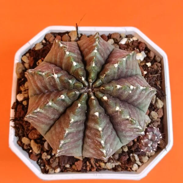 Gymnocalycium Inermis Variegata – 9 cm Özel Tür Kaktüs