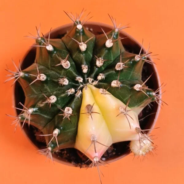 Gymnocalycium Mihanovichii 8 cm Koleksiyonluk Özel Tür Kaktüs