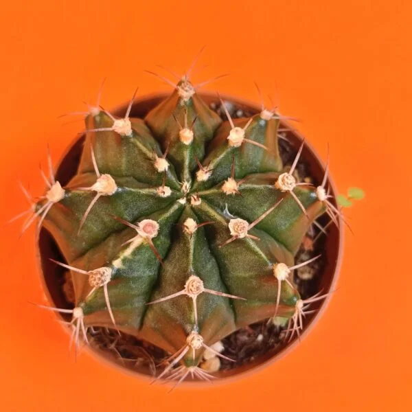 Gymnocalycium Mihanovichii 7,5 cm Koleksiyonluk Özel Tür Kaktüs