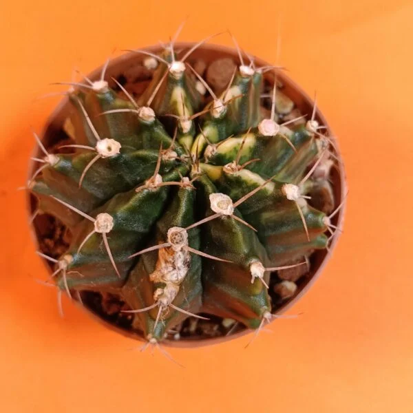 Gymnocalycium Mihanovichii 7,5 cm Koleksiyonluk Özel Tür Kaktüs