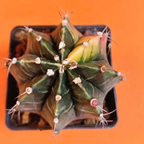 Gymnocalycium Mihanovichii 7,5 cm Koleksiyonluk Özel Tür Kaktüs