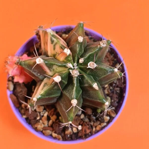 Gymnocalycium Mihanovichii 7 cm Koleksiyonluk Özel Tür Kaktüs