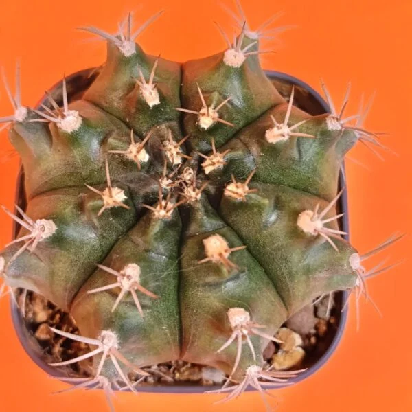 Gymnocalycium Mihanovichii 8 cm Koleksiyonluk Özel Tür Kaktüs