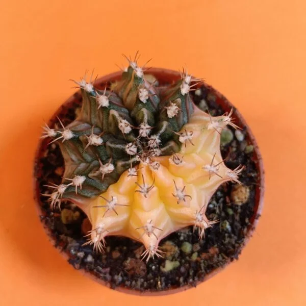 Gymnocalycium Mihanovichii 5 cm Koleksiyonluk Özel Tür Kaktüs
