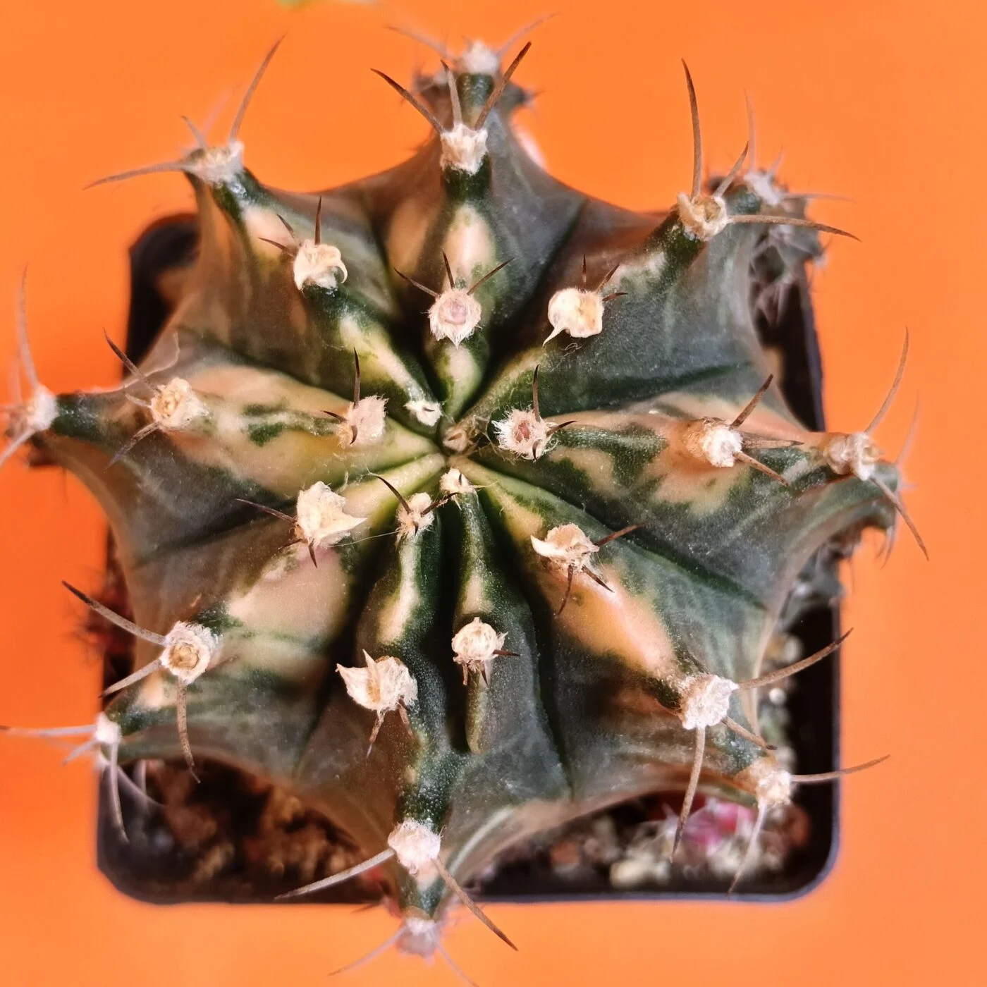 Previous Product Image