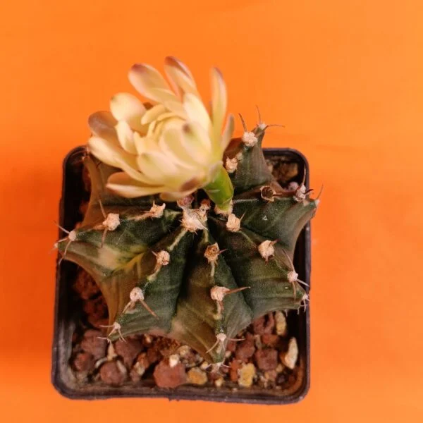 Gymnocalycium Mihanovichii 7 cm Koleksiyonluk Özel Tür Kaktüs