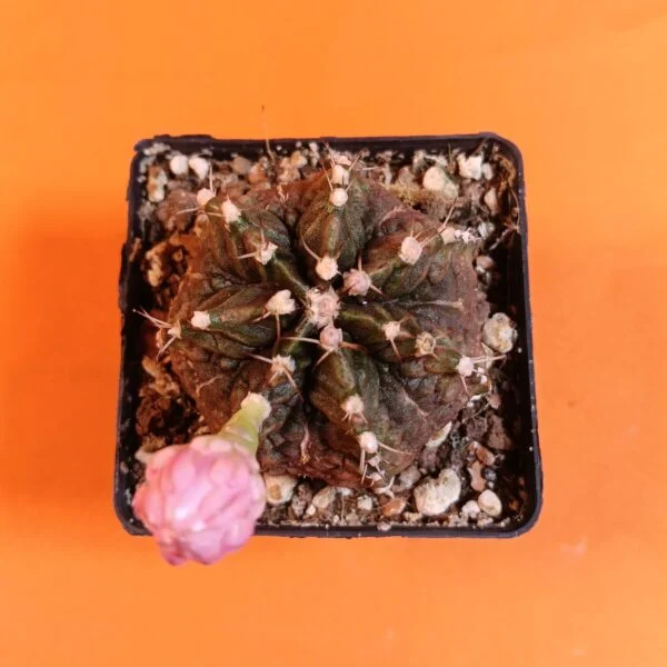 Gymnocalycium Mihanovichii 6 cm Koleksiyonluk Özel Tür Kaktüs