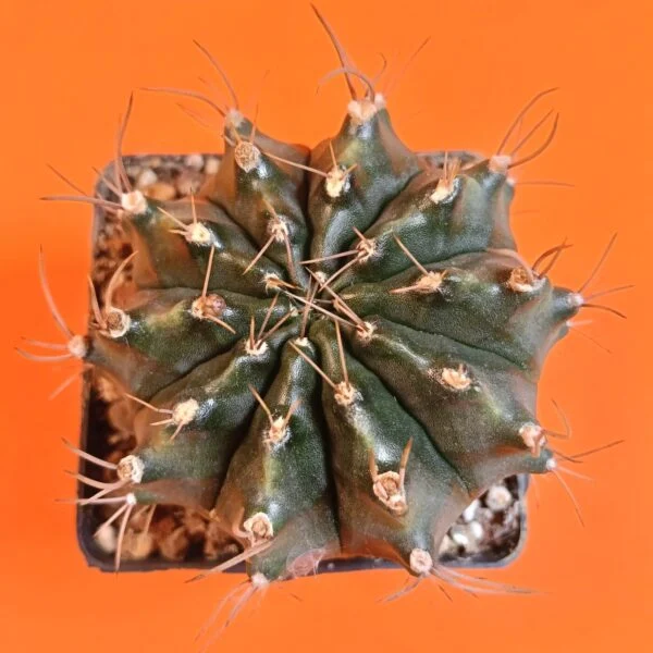 Gymnocalycium Mihanovichii 7 cm Koleksiyonluk Özel Tür Kaktüs