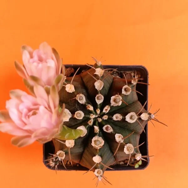Gymnocalycium Mihanovichii 7,5 cm Koleksiyonluk Özel Tür Kaktüs