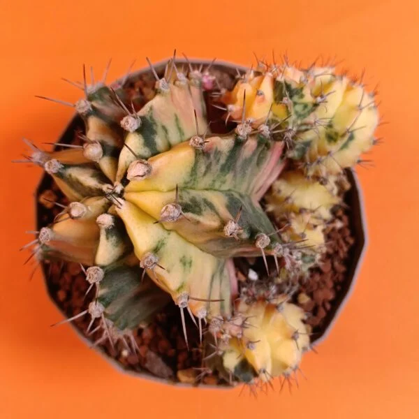 Gymnocalycium Mihanovichii 10 cm Koleksiyonluk Özel Tür Kaktüs