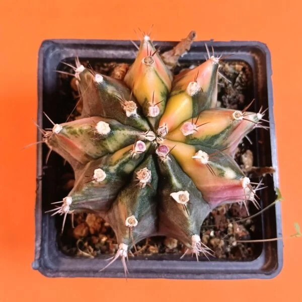 Gymnocalycium Mihanovichii 8 cm Koleksiyonluk Özel Tür Kaktüs