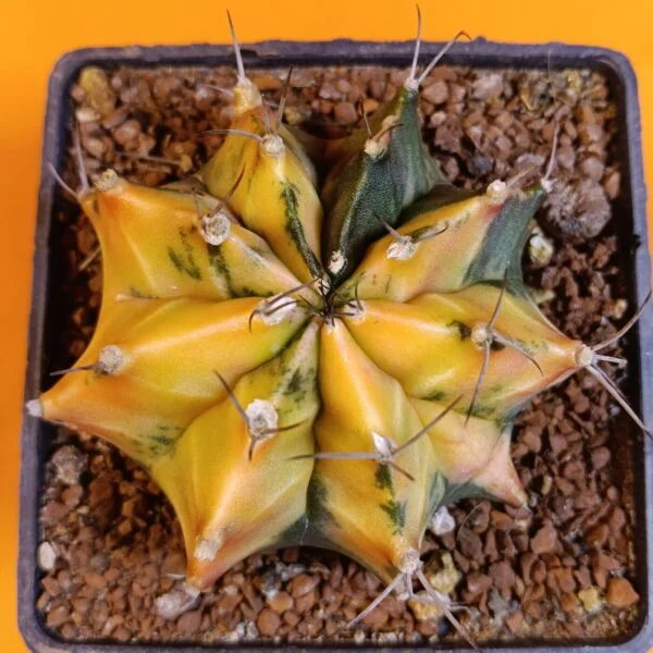 Gymnocalycium Mihanovichii 8 cm Koleksiyonluk Özel Tür Kaktüs