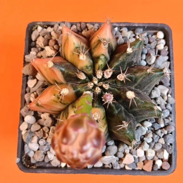 Gymnocalycium Mihanovichii 8 cm Koleksiyonluk Özel Tür Kaktüs